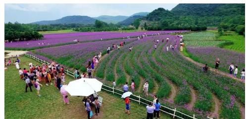 乡村美食体验案例