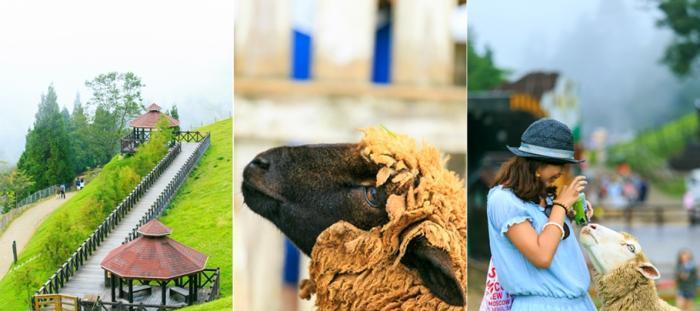 清境農場青青草原