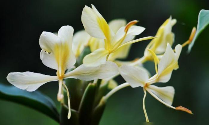 野薑花花語